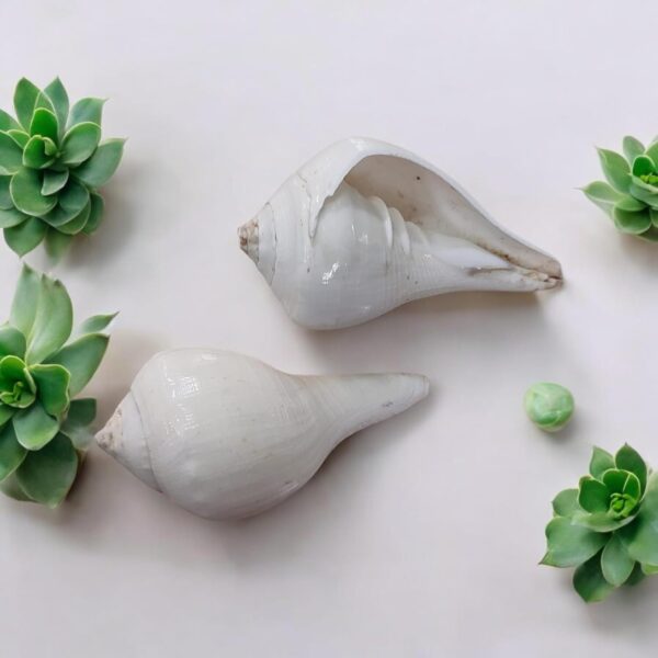 Arembi White Decorative Shankh – Conch Shell