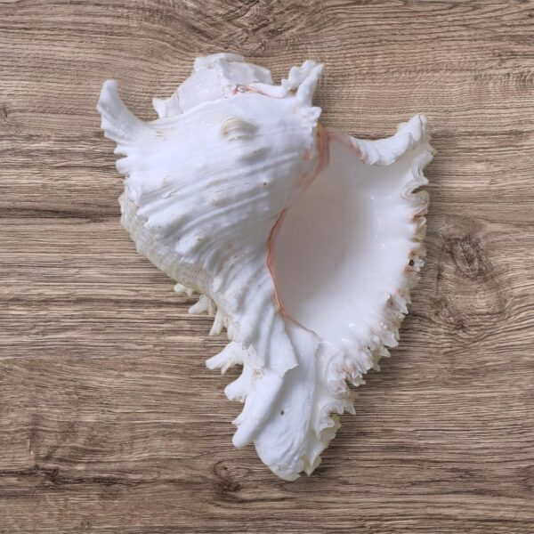 Arembi Shankh (White, Non-Blowing) – 10 Inch